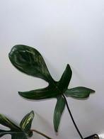 Philodendron Florida Beauty, Enlèvement ou Envoi