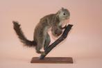 Opgezette taxidermie eekhoorn, Verzamelen, Dierenverzamelingen, Ophalen of Verzenden
