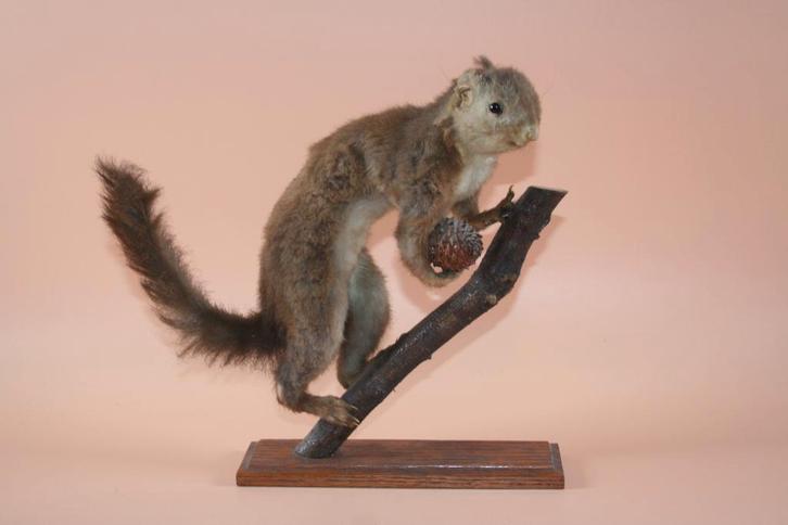 Opgezette taxidermie eekhoorn, Verzamelen, Dierenverzamelingen, Ophalen of Verzenden