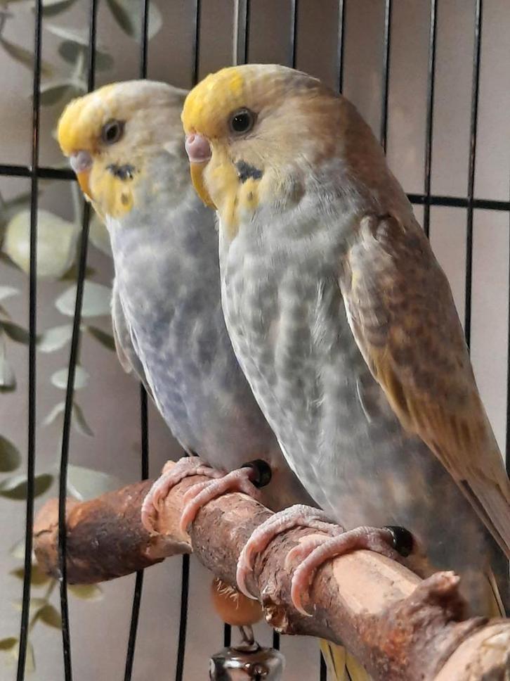 Perruche Ondulée eam, Animaux & Accessoires, Oiseaux | Canaris