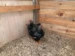 Wyandotte hanen en hennen, Dieren en Toebehoren, Pluimvee, Kip
