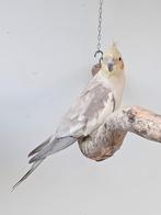 Valkparkiet cinnamon pop van 2 jaar., Dieren en Toebehoren, Vrouwelijk, Parkiet