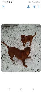 Bordeauxdog!, Animaux & Accessoires, Chiens | Retrievers, Épagneuls & Chiens d'eau, 3 à 5 ans, Particulier, Belgique, Plusieurs