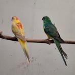 Roodruggen, Plusieurs animaux, Perruche, Bagué