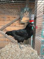 Prachtige kleurlegger HEN!, Dieren en Toebehoren, Pluimvee, Vrouwelijk, Kip