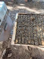 Carnica/bijen/bijenvolken, Dieren en Toebehoren, Bijen