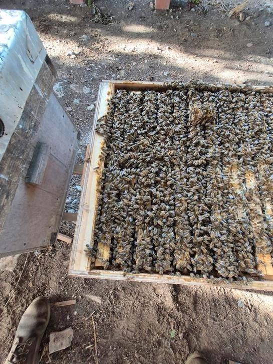 Carnica/bijen/bijenvolken, Dieren en Toebehoren, Insecten en Spinnen, Bijen