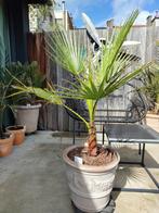 Palmboom Washingtonia filifera exotische plant, Tuin en Terras, Planten | Tuinplanten, Ophalen
