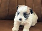 Jack russell pups, Dieren en Toebehoren, België, Particulier, Jack Russell Terriër, 8 tot 15 weken