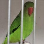 2 poupées prêtes à être reproduites | A Taranta