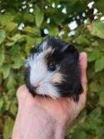 Super mooie borstel cavia broertjes, Dieren en Toebehoren, September, Cavia