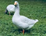 Koppel Frankische landgans, Dieren en Toebehoren, Pluimvee, Meerdere dieren, Gans of Zwaan