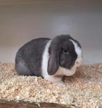 Knappe jonge dame minilop, Vrouwelijk, Klein, Hangoor, 0 tot 2 jaar