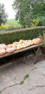 Butternut en pompoenen., Ophalen