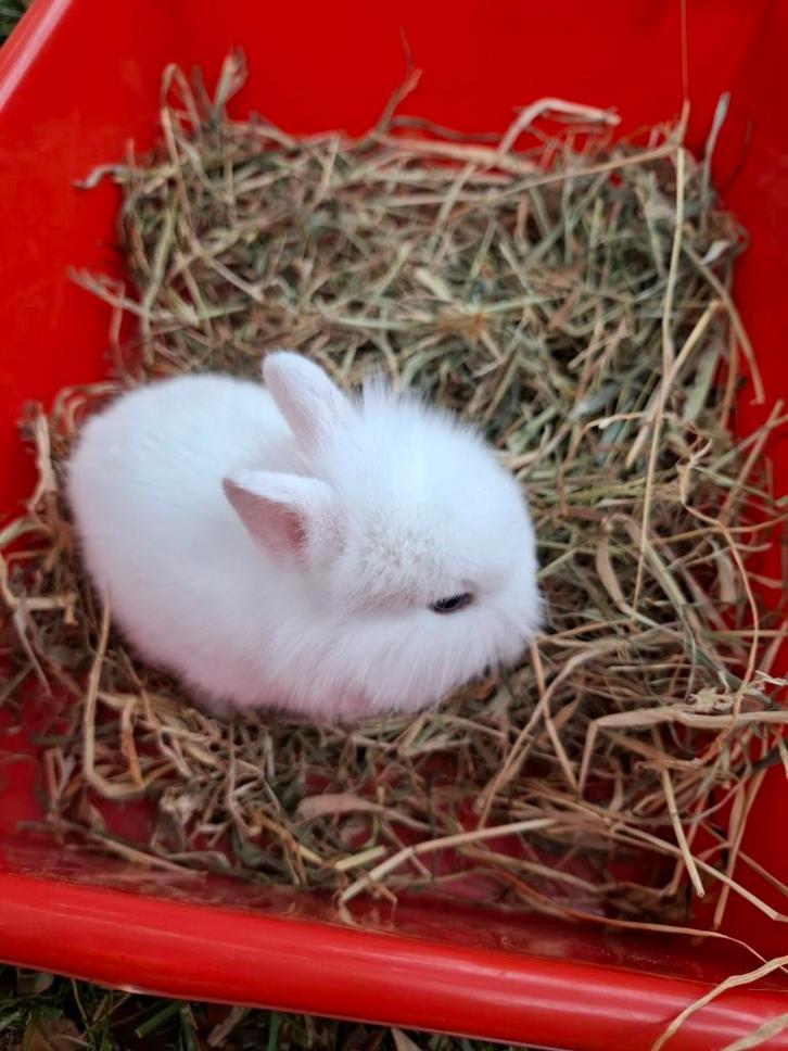 Baby Konijntjes ras leeuwenkopje, Dieren en Toebehoren, Konijnen