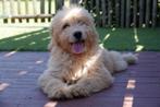 Prachtige medium Goldendoodle pups, Dieren en Toebehoren, België, Overige rassen, CDV (hondenziekte), 8 tot 15 weken
