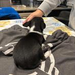 chihuahua pups, Dieren en Toebehoren, België, Fokker | Hobbymatig, Reu, 8 tot 15 weken