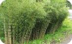 Bamboe Fargesia robusta Campbell, 11,- pst., woekert niet, Tuin en Terras, Planten | Bomen, Ophalen of Verzenden, In pot