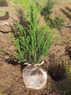 Taxus baccata haagplanten met kluit, Tuin en Terras, Ophalen, Taxus