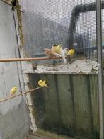 Canaris Norwich en Classic, Dieren en Toebehoren, Vogels | Kanaries