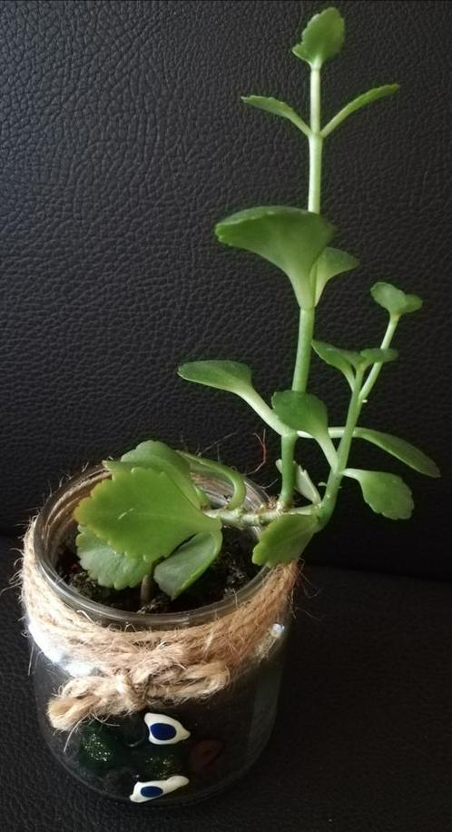 Gele Kalanchoë verhandelen of verkopen, Huis en Inrichting, Kamerplanten, Vetplant, Minder dan 100 cm, Bloeiende kamerplant, Volle zon