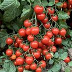 Piccolo - Tomaat zaden, Verzenden