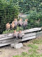 Modern engelse vechtkriel, Dieren en Toebehoren, Schapen, Geiten en Varkens