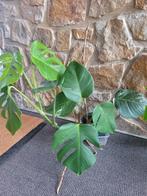 Monstera bonte albo-plant, Huis en Inrichting, Ophalen, Halfschaduw, In pot, Minder dan 100 cm
