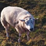 Ram, Dieren en Toebehoren, Schapen, Geiten en Varkens