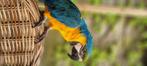 Ara papegaai, Dieren en Toebehoren, Mannelijk, Papegaai, Pratend