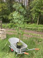 Esdoornboompje3 - 1m60 (1m75 met pot), Tuin en Terras, Planten | Bomen, In pot, Halfschaduw, Lente, Ophalen