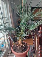 Palm, Huis en Inrichting, Kamerplanten, Ophalen, Palm