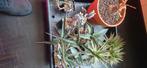 Diverse succulents, Vetplant, Ophalen of Verzenden, In pot, Minder dan 100 cm