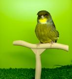 Gloster voor mannen, Dieren en Toebehoren, Vogels | Overige Vogels, Mannelijk