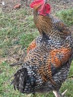Hanen, Dieren en Toebehoren, Pluimvee