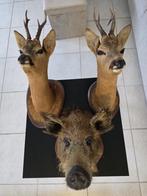 Taxidermie hoofden, Verzamelen, Dierenverzamelingen, Ophalen, Nieuw, Hert, Opgezet dier