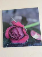 Rozen canwas, Ophalen