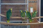 Amazone à front bleu xanthopteryx, Dieren en Toebehoren, Vogels | Parkieten en Papegaaien, Meerdere dieren, Papegaai, Geringd