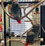 couples jeune perroquets a donner, Dieren en Toebehoren, Vogels | Parkieten en Papegaaien, Meerdere dieren, Papegaai, Pratend