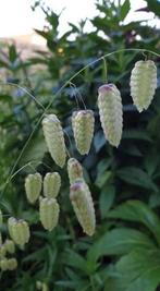 Groot trilgras / brizza maxima, mooi voor in droogboeketten, Jardin & Terrasse, Plantes | Jardin, Autres espèces, Annuelle, Printemps