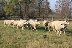 20 Drachtige Texel x Swifter ooien, Animaux & Accessoires, Moutons, Chèvres & Cochons