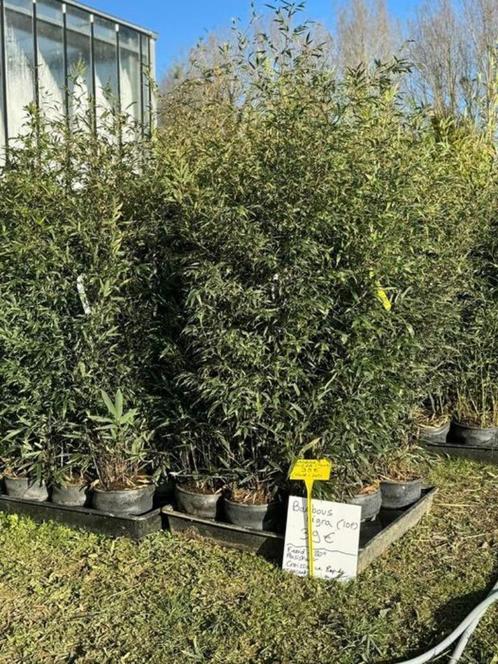 BAMBOUS nigra en pot de 10l 39€ l'un seulement !!!, Jardin & Terrasse, Plantes | Arbustes & Haies, Enlèvement ou Envoi