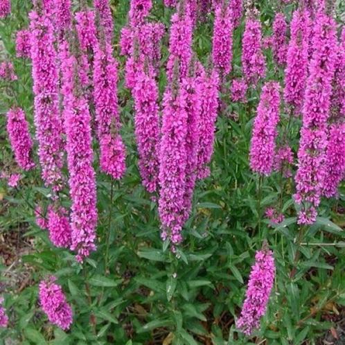GRATIS: 25 potten grote kattenstaart, Tuin en Terras, Planten | Tuinplanten, Vijverplanten, Ophalen
