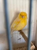 Gele gloster man, Dieren en Toebehoren, Vogels | Kanaries
