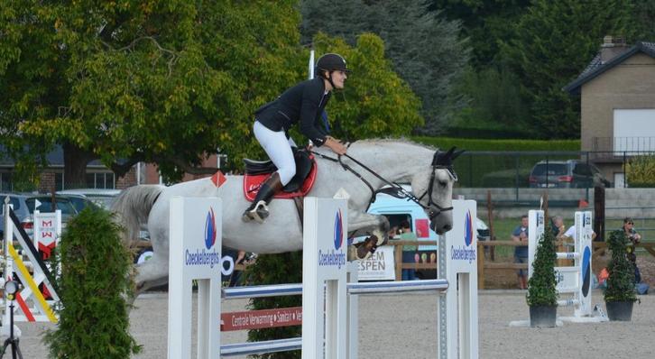 Brave springmerrie 12j, Dieren en Toebehoren, Paarden, Merrie, M, 170 tot 175 cm, 11 jaar of ouder, Springpaard, Met stamboom