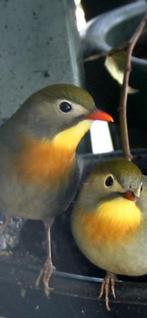 Koppel Japanse Nachtegaal, Dieren en Toebehoren, Vogels | Overige Vogels