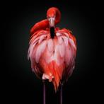 Verlaagde prijs kunstfoto Watch Your Back - Yellow Korner, Ophalen