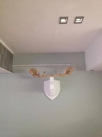 Massief houten eland  beschikbaar voor biedingen