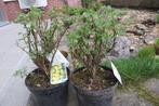 Petits arbuste Potentilla, Jardin & Terrasse, Plantes | Arbustes & Haies, Moins de 100 cm, Enlèvement, Arbuste