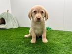 Labrador Retriever pups, België, Reu, 8 tot 15 weken, CDV (hondenziekte)